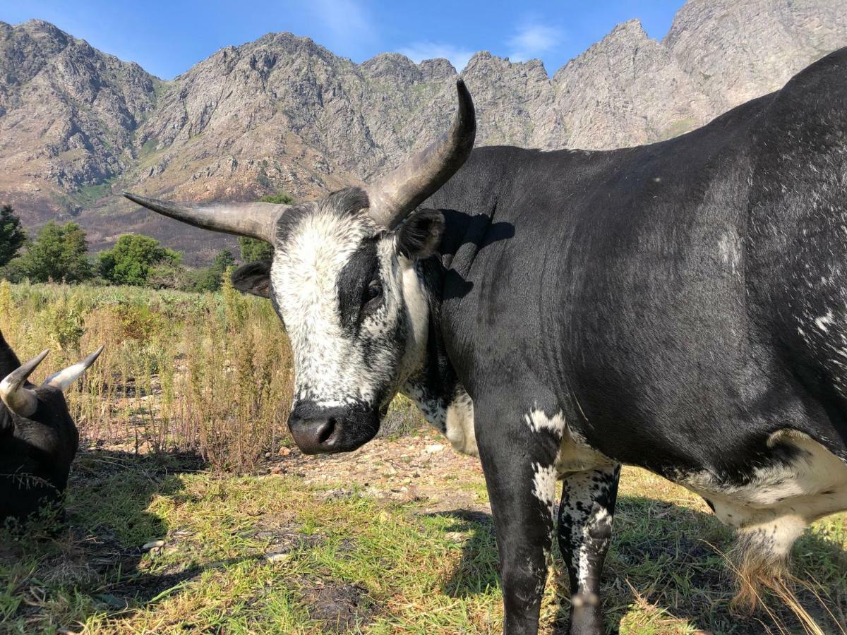 Pensjonat The Barn In Franschoek Franschhoek Zewnętrze zdjęcie